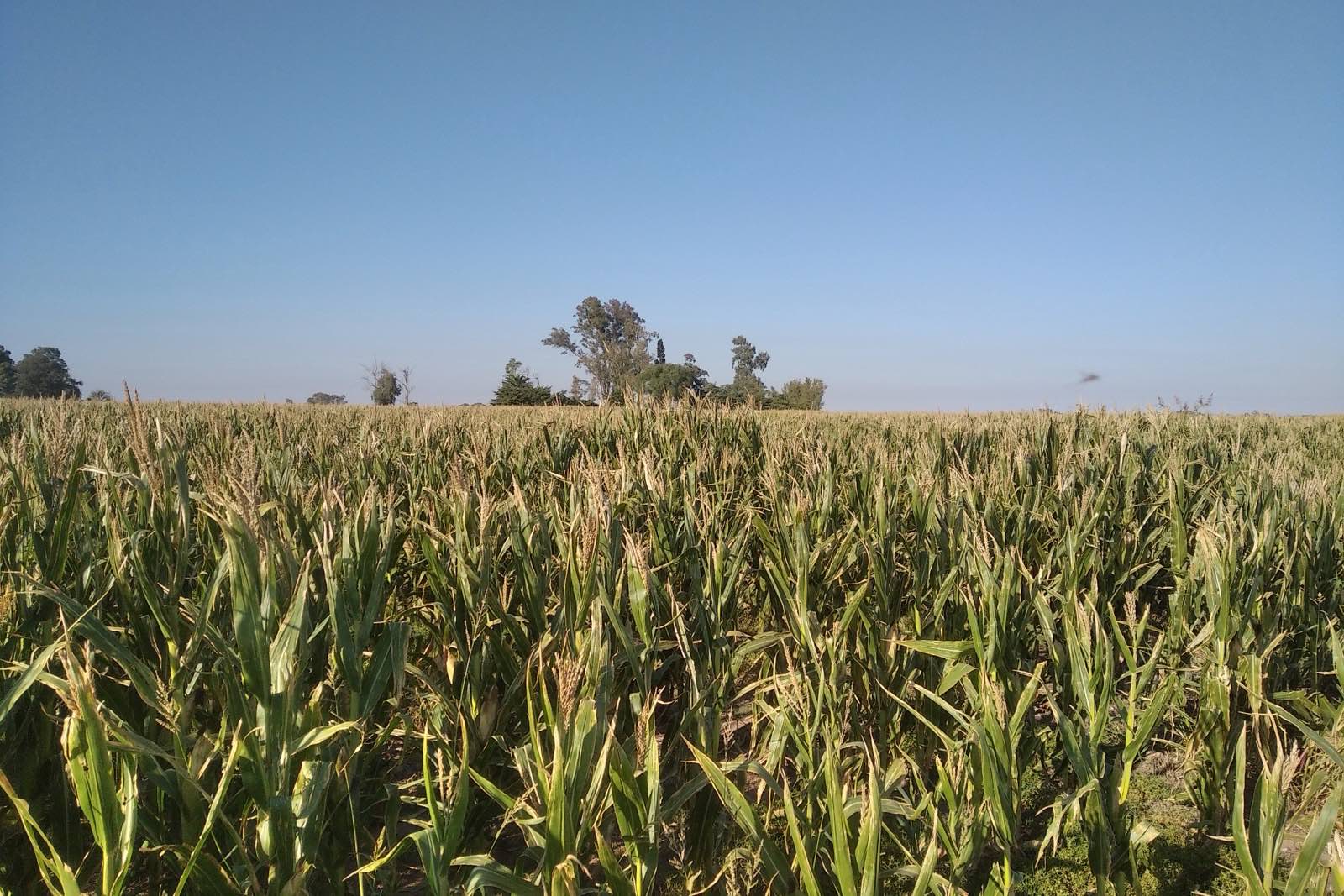 Campo en venta en Arroyo Cabral, Arroyo Cabral — foto principal (COD-013)