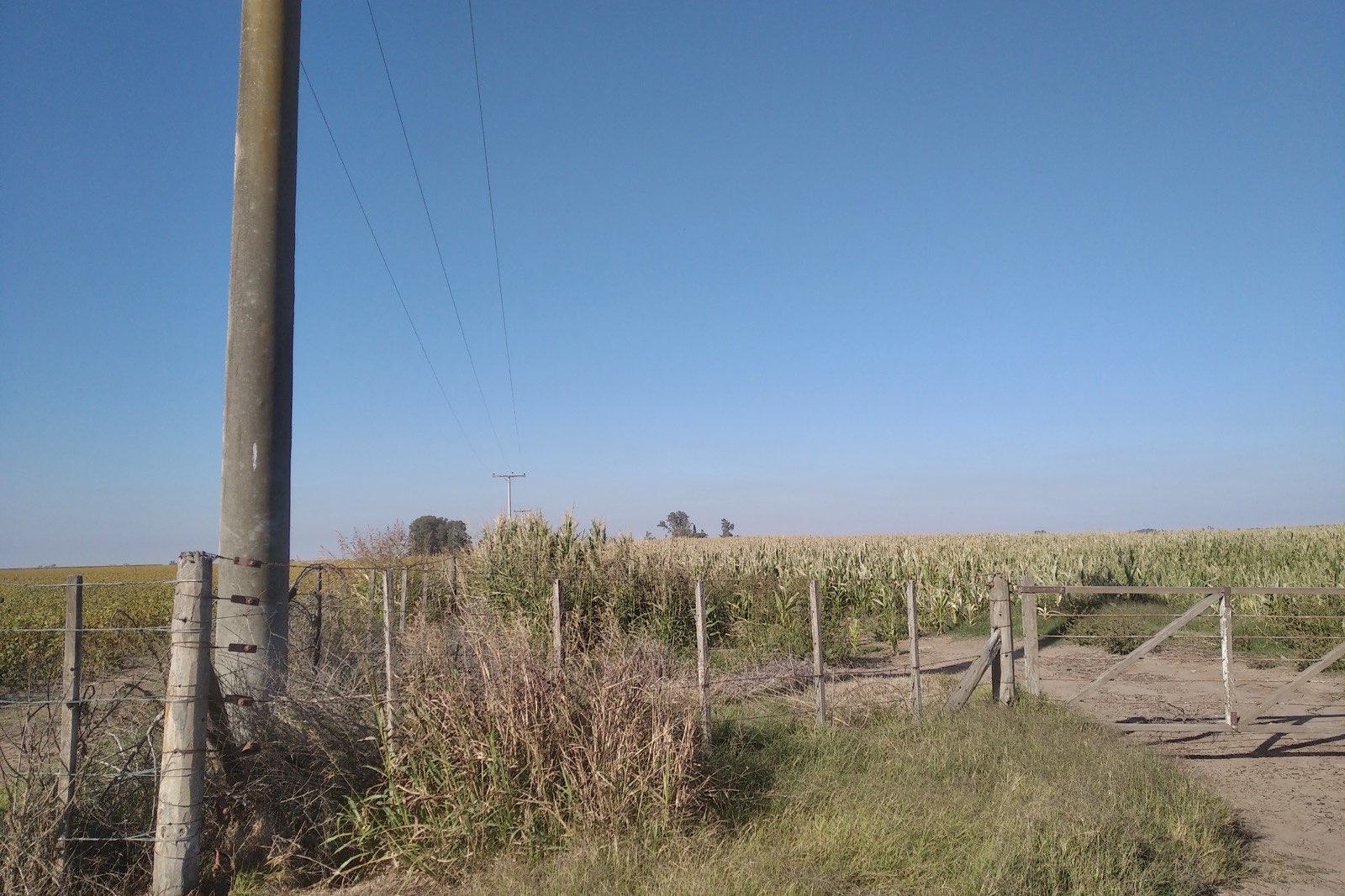 Foto 5 de COD-013: Campo agrícola de 62 hectáreas sobre camino consolidado